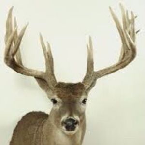 Meet your Posher, Eli